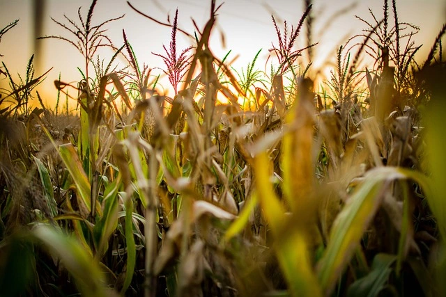 Qué es la Actividad Agroindustrial