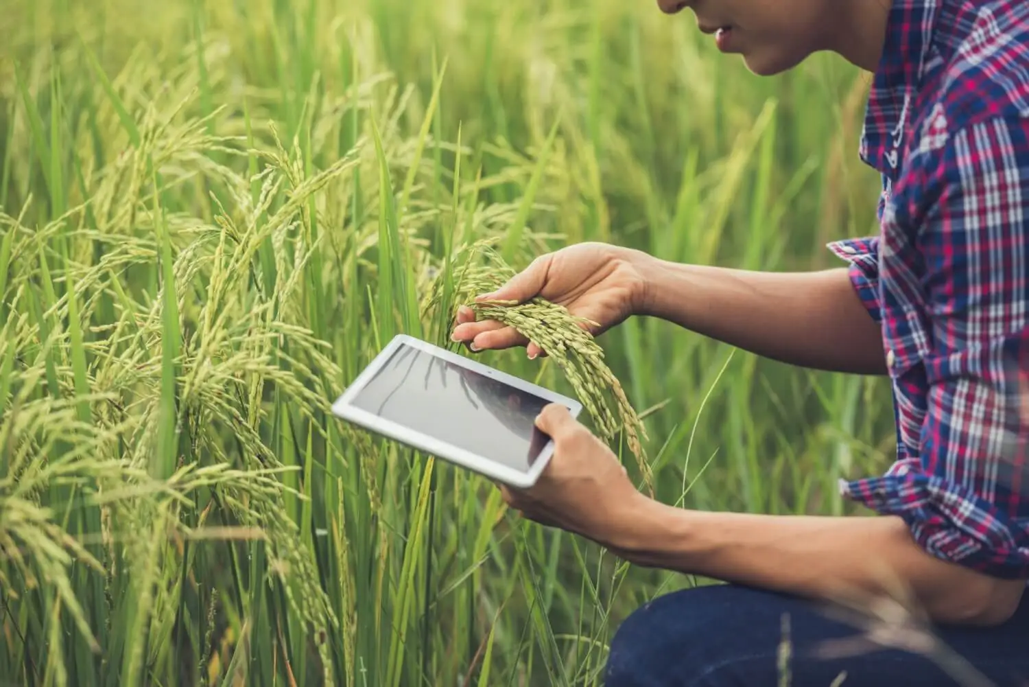 que es la agroindustria no alimentaria