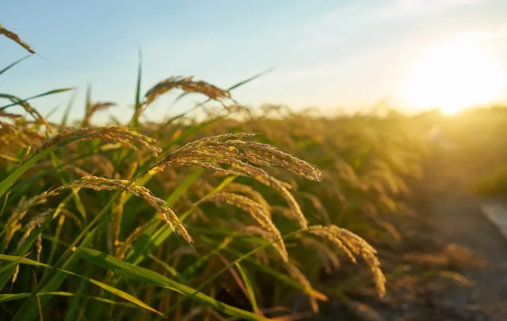 Qué es la agroindustria alimentaria