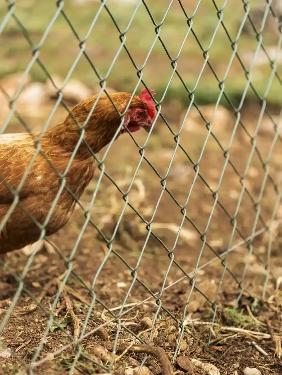 La malla gallinero easy el perfecto recurso para los avicultores