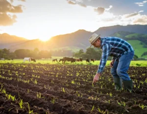 semillas para el pasto