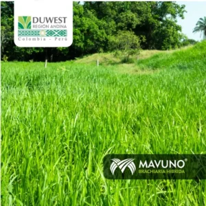 Alternativas a la Brachiaria Decumbens Brachiaria Decumbens