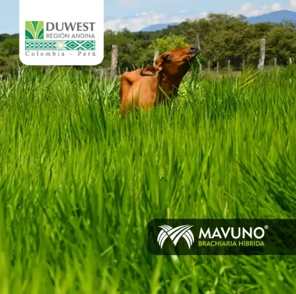 Semilla de pasto brachiaria Mavuno - Imagen 5