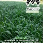 como sembrar pasto brachiaria