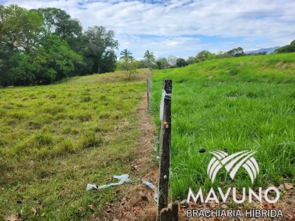 Semilla de pasto brachiaria Mavuno - Imagen 8