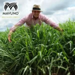 ¿Cuál es la mejor semilla de pasto para jardín? cual es la mejor semilla de pasto para jardín