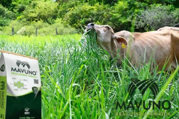 Semillas de Pasto para Ganado - Imagen 5