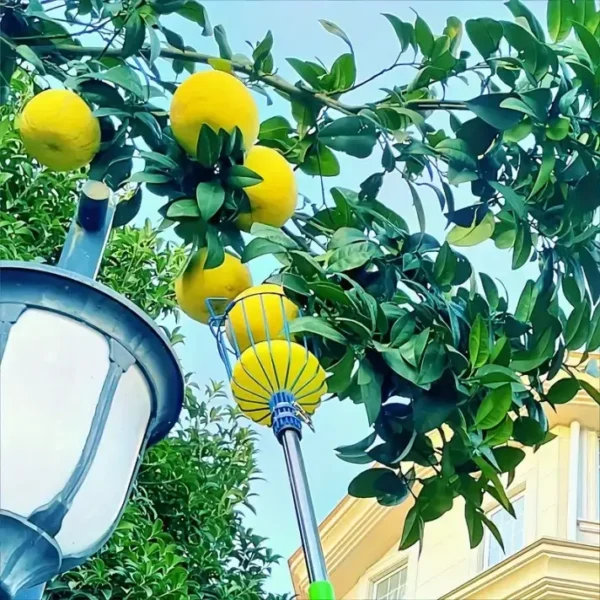Recolector de frutas - Imagen 5