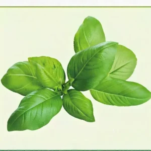 Semillas de Albahaca