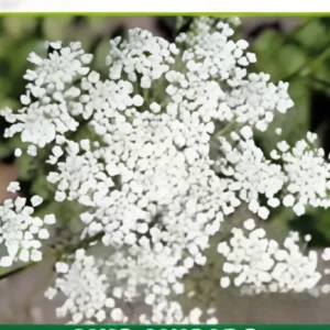 Semillas de Anís Anisado