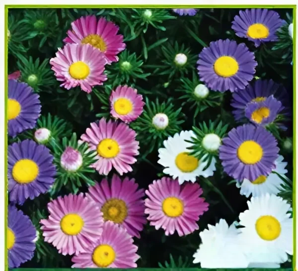 Semillas de Aster