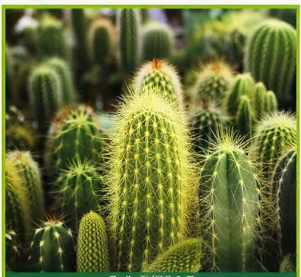 Semillas de Cactus