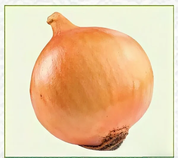 Semillas de Cebolla Blanca