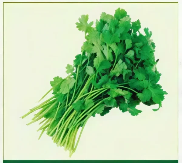 Semillas de Cilantro
