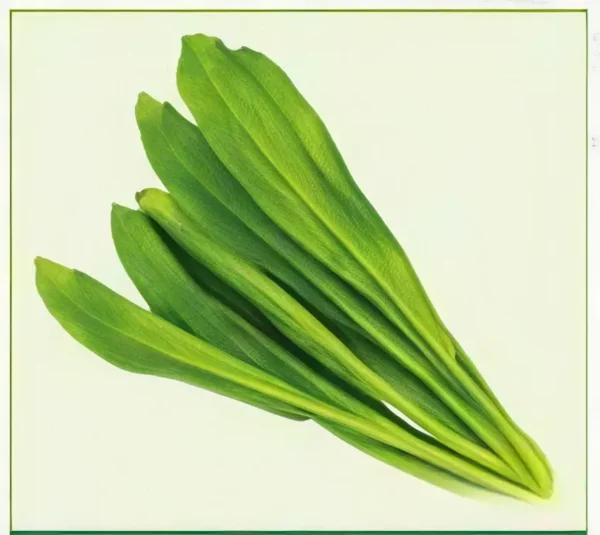 Semillas de Cilantro Criollo