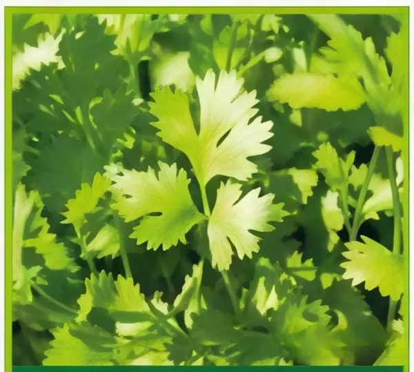 Semillas de Cilantro Patrimorado