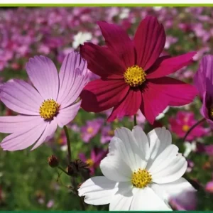 Semillas de Cosmos