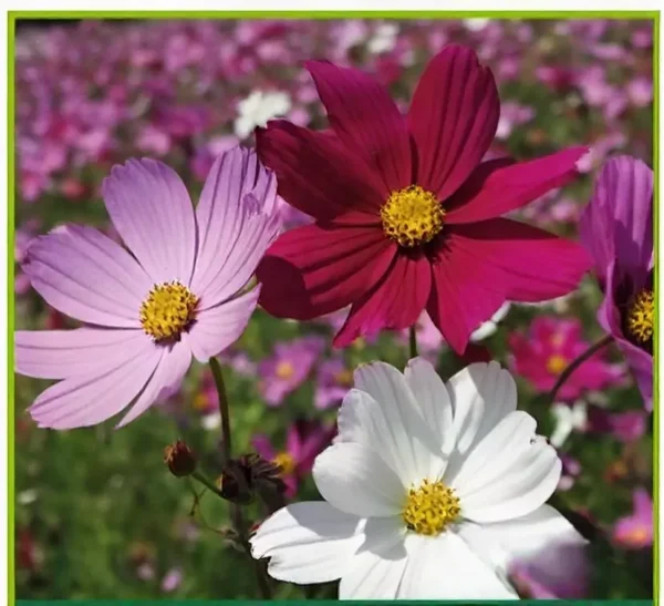 Semillas de Cosmos