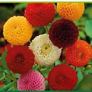 Semillas de Dalia
