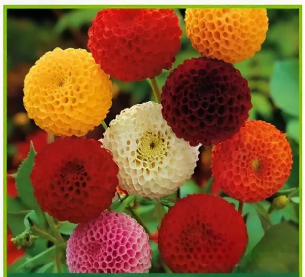 Semillas de Dalia