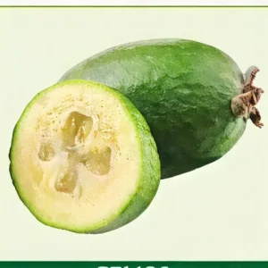 Semillas de Feijoa
