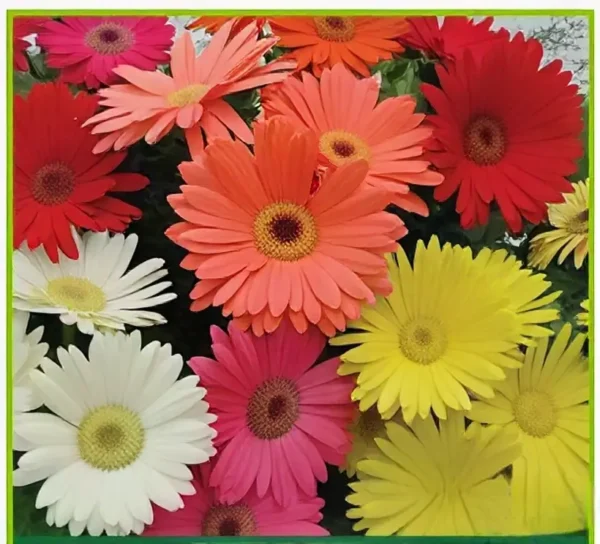 Semillas de Gerbera