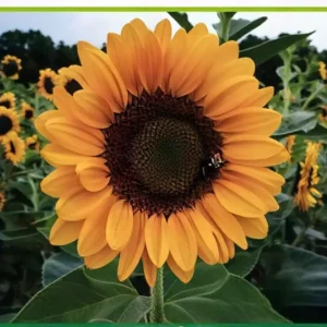 Semillas de Girasol