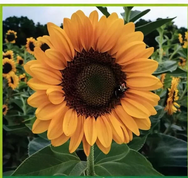 Semillas de Girasol