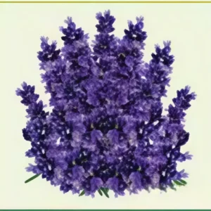 Semillas de Lavanda