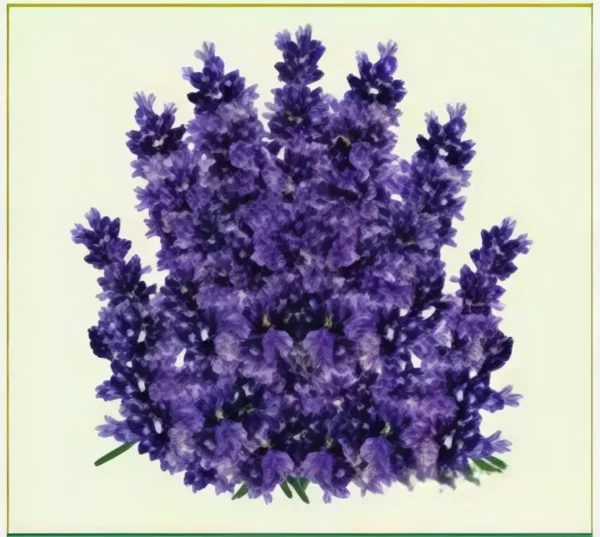 Semillas de Lavanda
