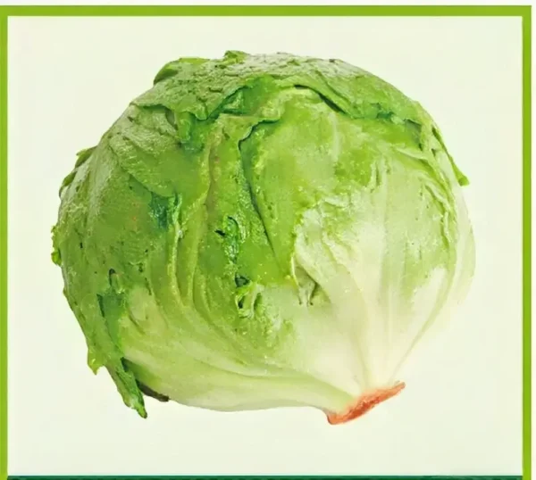 Semillas de Lechuga Bíbita