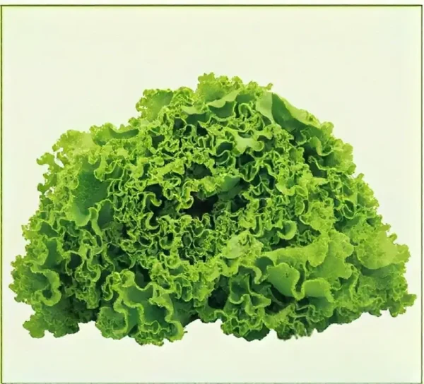 Semillas de Lechuga Crespa