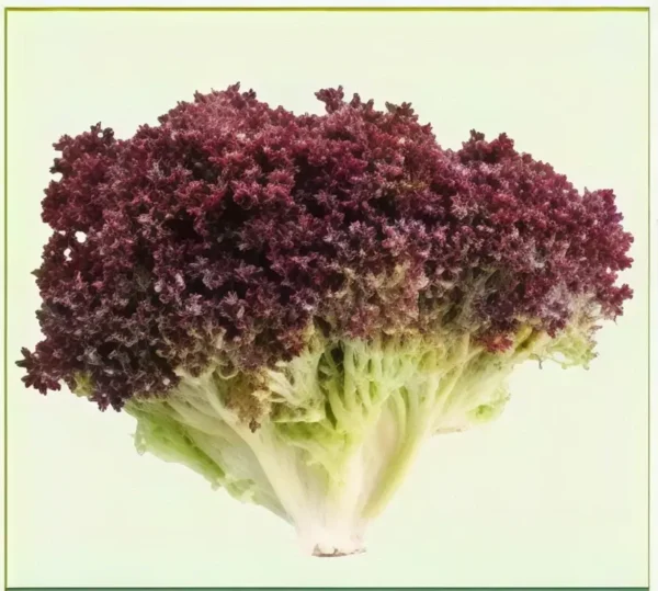 Semillas de Lechuga Roja