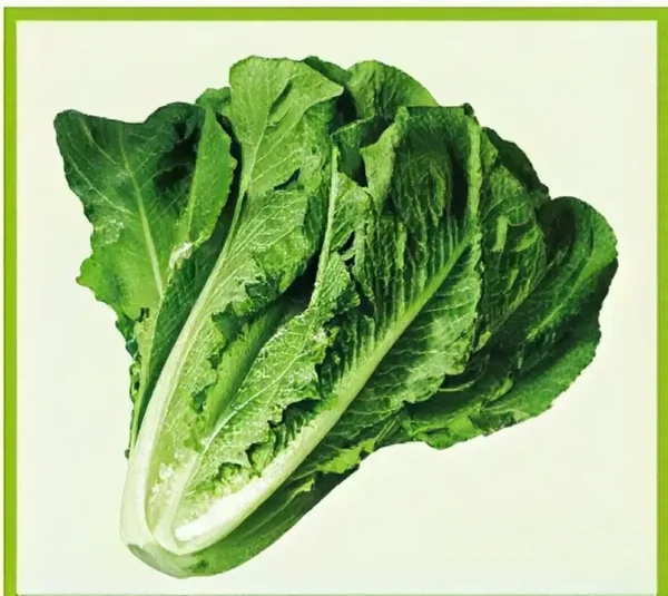Semillas de Lechuga Romana
