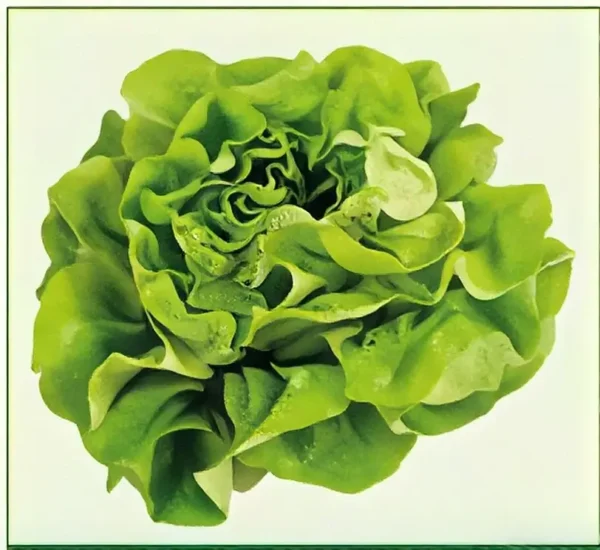 Semillas de Lechuga Sweet Boston