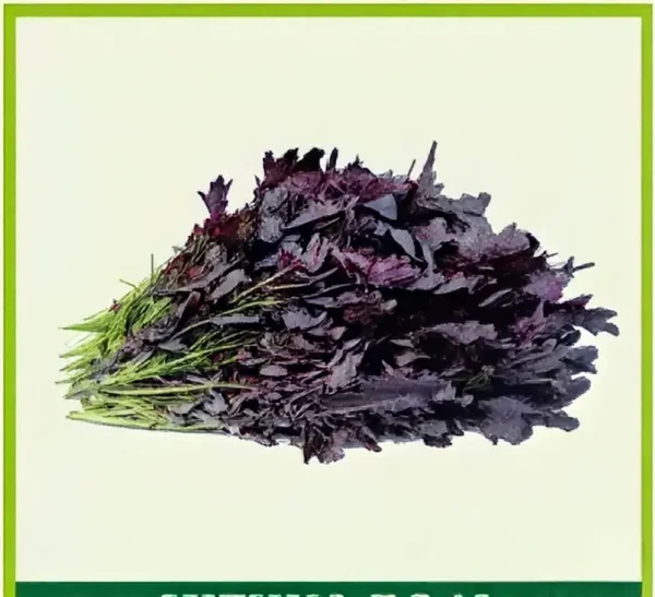Semillas de Menta Negra
