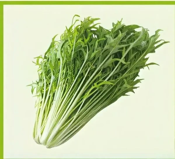 Semillas de Menta Verde
