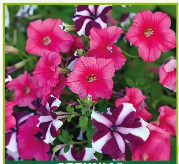 Semillas de Petunia