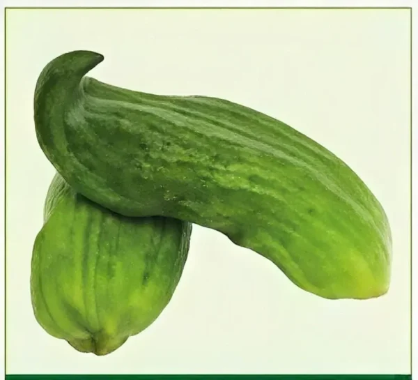 Semillas de Pimiento Basco
