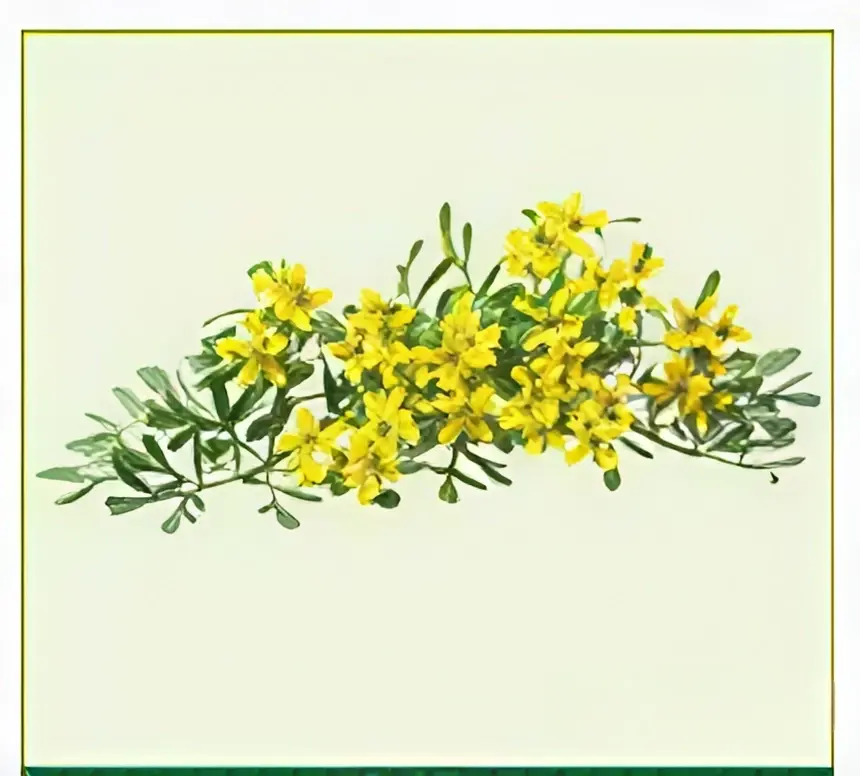 thumbnail image 2 of Fresh Rue Seeds (Ruda Fresca) – 2025 Harvest – Herb Seeds For Planting 2 of 3