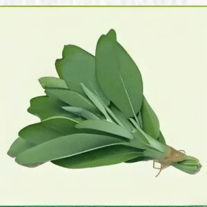 Semillas de Salvia