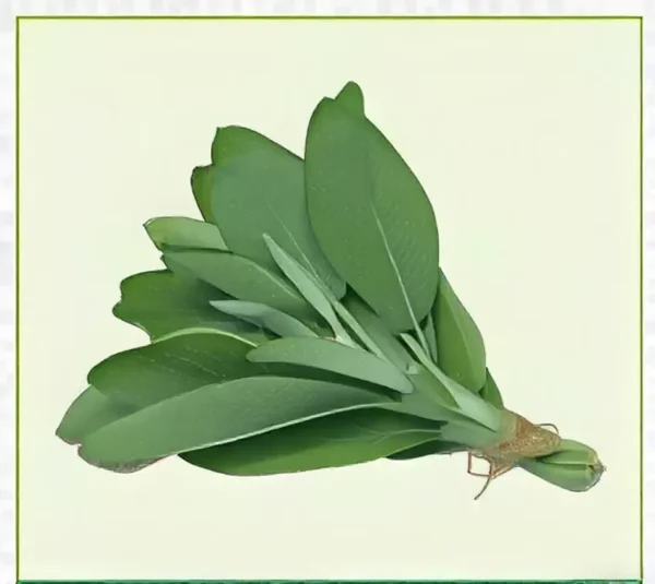 Semillas de Salvia