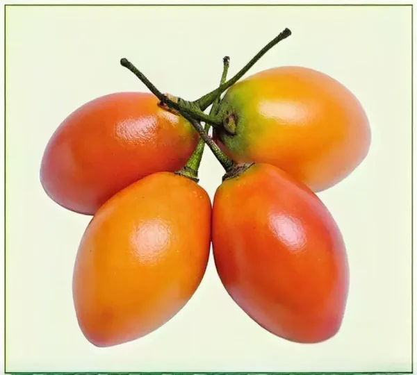 Semillas de Tomate de Árbol