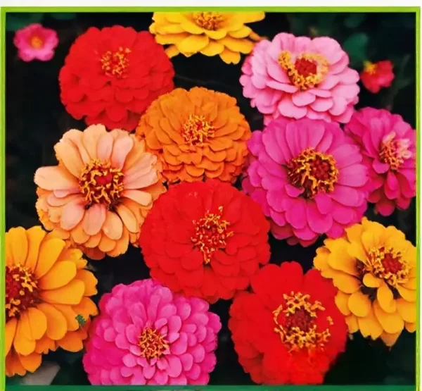 Semillas de Zinia