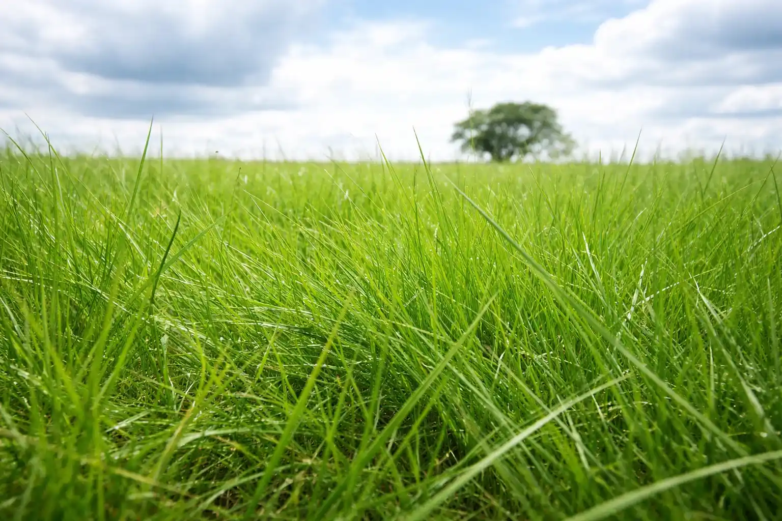 Semilla de Pasto Llanero Semilla de pasto llanero