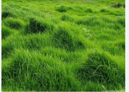 Semilla de Pasto Kikuyo semilla de pasto kikuyo