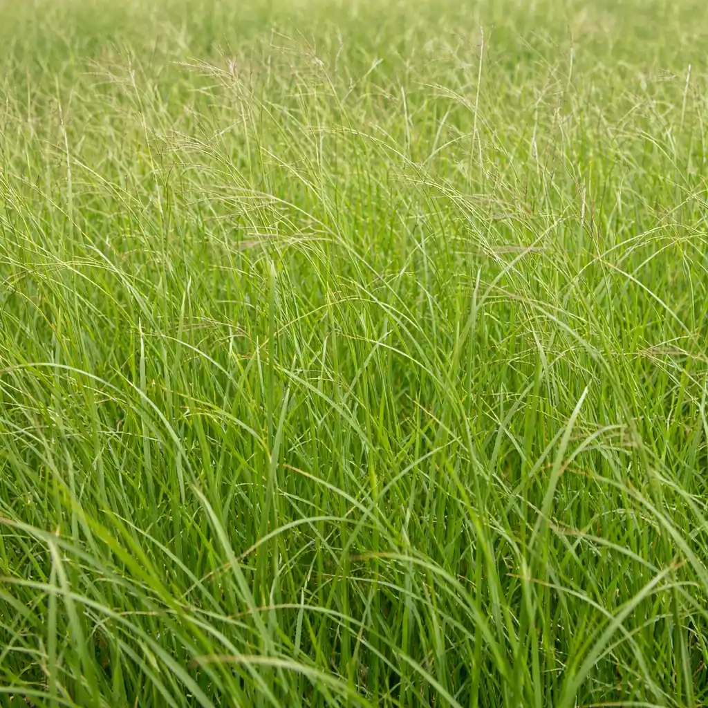 Semillas de Pasto Angleton semillas de pasto angleton