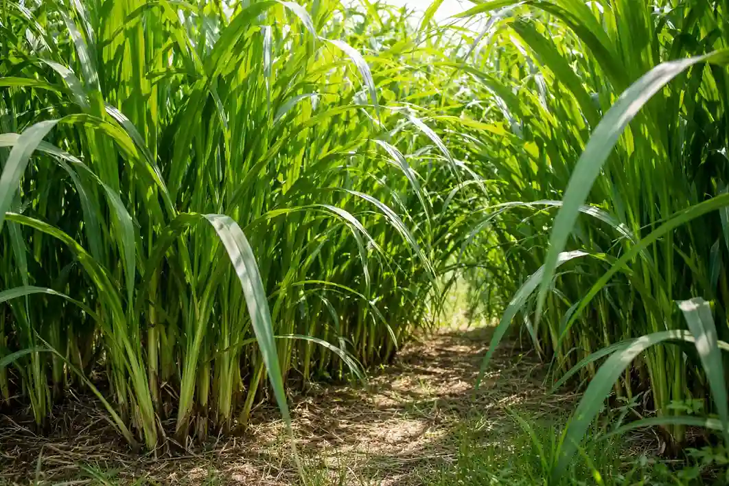 Semilla de Pasto Elefante semilla de pasto elefante