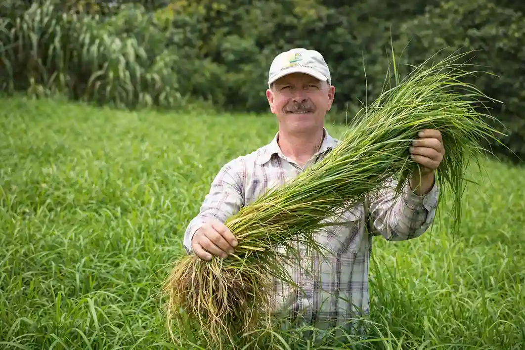 Semilla de Pasto Estrella Africana semilla de pasto estrella africana