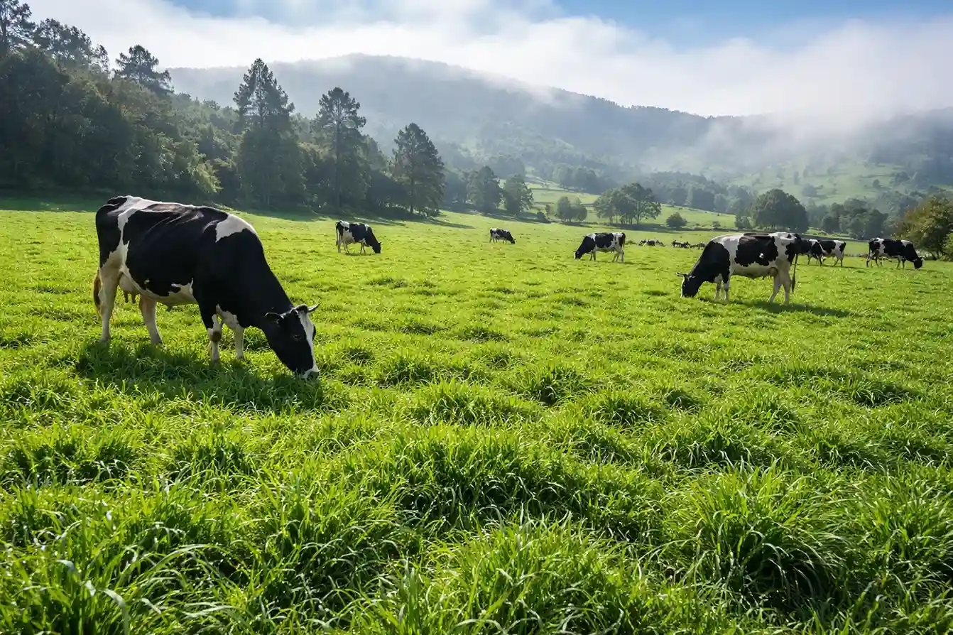 Semilla de Pasto Kikuyo Semilla de Pasto Kikuyo - Imagen 2